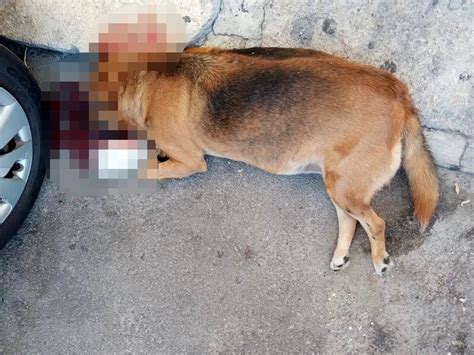 Un Cane Ucciso A Colpi Di Pietre Orrore A Palermo Indaga La Polizia