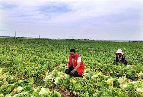 邳州铁富镇：发展特色高效农业，引领村民走上致富路荔枝网新闻