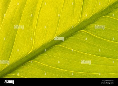 Symmetrical Leaf Background Hi Res Stock Photography And Images Alamy