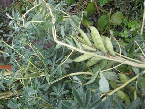 Pianta Lupini Piante Perenni Caratteristiche Della Pianta Dei Lupini