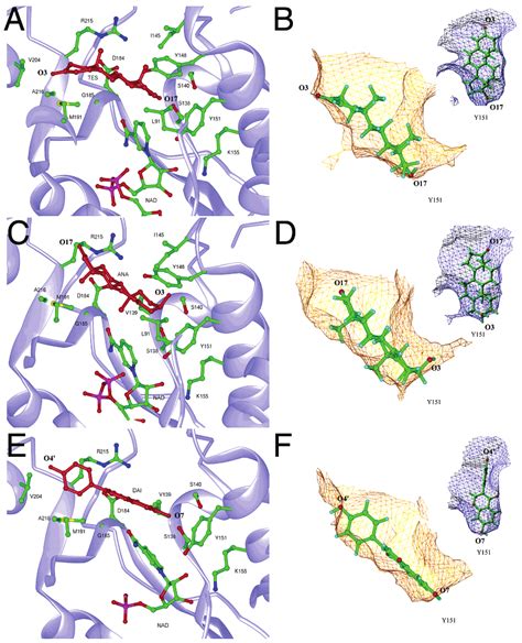 Several Binding Modes For Substrates Inhibitors In The Active Site Of