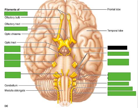 Lab Practical 2 Pt 7 Diagram Quizlet