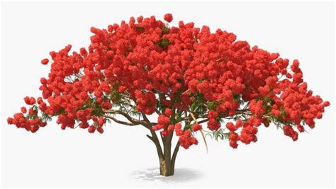 modelo 3d Árbol de Delonix Regia TurboSquid 1505953