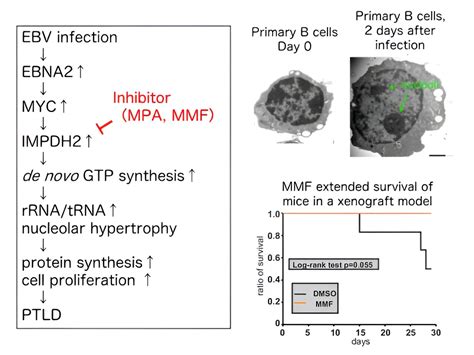 New Study Shows How The Epstein Barr Virus Transforms B Cells