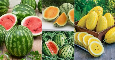 19 Sweetest Watermelon Varieties + How to Pick the Sweetest Watermelon