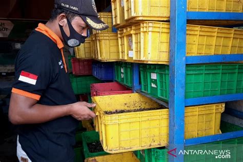 Maggot Solusi Sampah Organik Ibu Kota Antara News