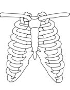 Dibujo De Columna Vertebral Para Colorear Dibujos Para Colorear