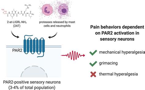 Jci Insight The Cellular Basis Of Protease Activated Receptor 2