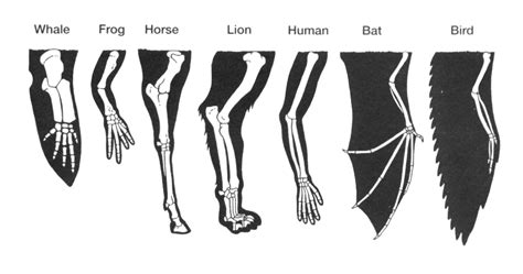 distant homology     pregnant byte size biology