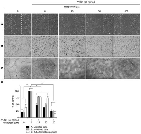 Hesperetin Inhibits Vascular Formation By Suppressing Of The PI3K AKT