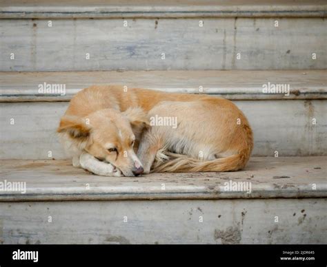 De Que Raza Son Los Perros Callejeros En La India