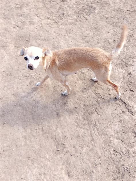 Dog For Adoption Baby A Chihuahua In Chandler Az Alpha Paw