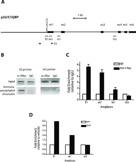 Myc Binds To The P Promoter A Schematic Of The Human P Promoter