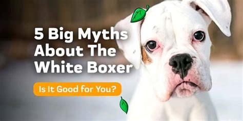 5 Big Myths About The White Boxer - Is It Right for You? – Innovet Pet