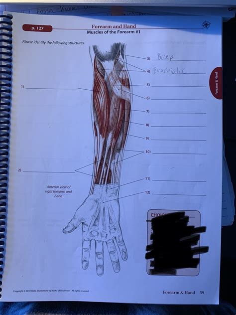 Anterior Forearm Superficial Muscles Diagram Quizlet