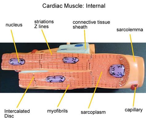 Labeled Diagram Of Cardiac Muscle