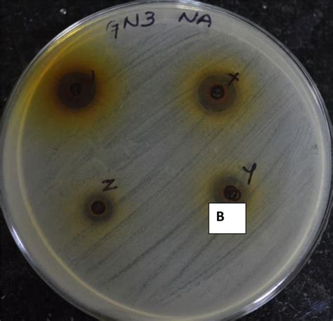 Zone Of Inhibition Against Gram Positive Staphylococcus Aureus