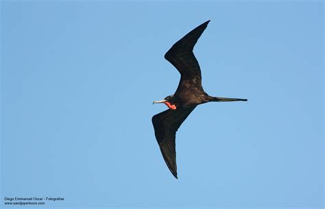 Ave Fragata Fregata Magnificens Ecoregistros