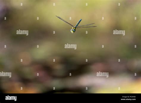 Male Southern Hawker In Flight Hi Res Stock Photography And Images Alamy