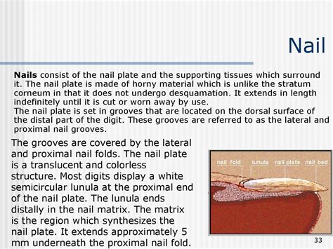 Anatomy Of The Skin Lecture 1 Online Presentation