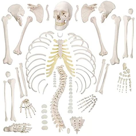 Boneset For Mbbs With Anatomical Accuracy Anatomy Shop