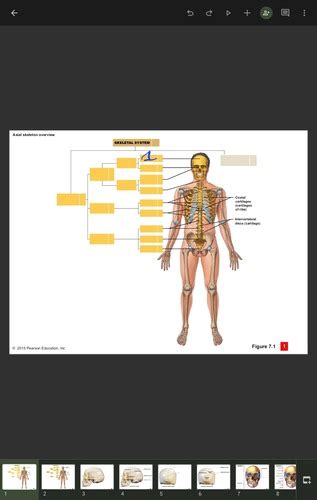 Ch 7 Bone Lab Flashcards Quizlet