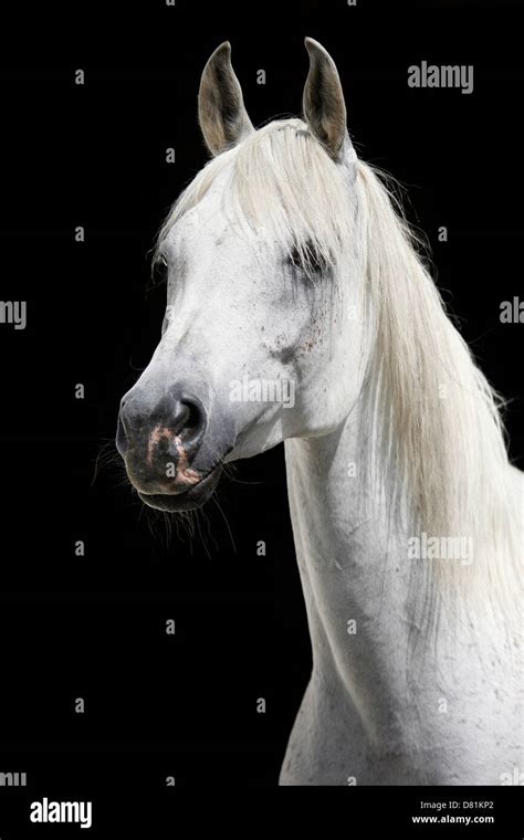 Arabian Horse Portrait Stock Photo Alamy