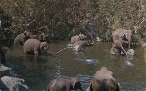 Disneyland The Magic Kingdom Elephant Bathing Pool Adventureland