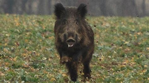 Toenemende Schade Wilde Zwijnen In Limburg Vroege Vogels Bnnvara