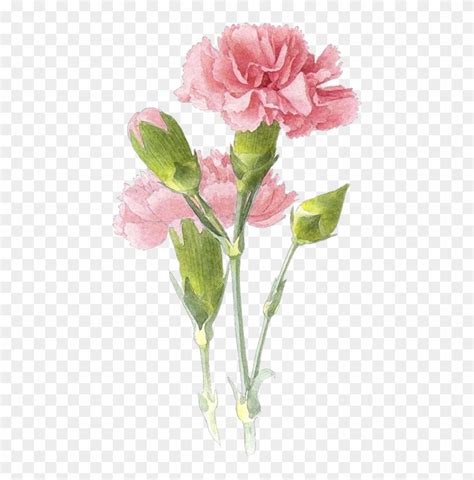 Drawn Carnation Transparent - Pink Carnation Watercolor Tattoo - Free ...