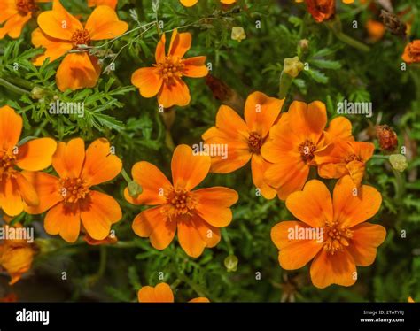 Golden Marigold Tagetes Tenuifolia In Flower In Garden From Mexico