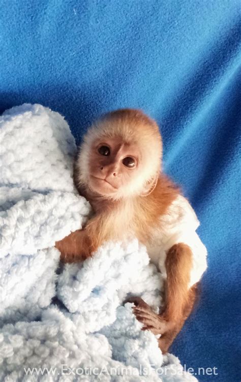 Capuchin Monkey For Sale Craigslist Zita Shannon