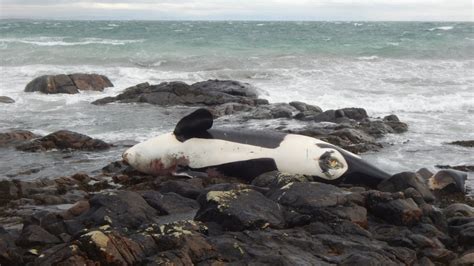 Qué está matando a las orcas y las tiene al borde de desaparecer