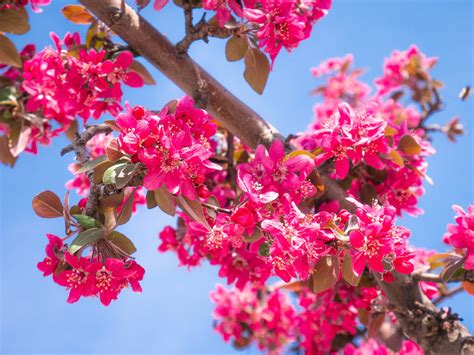 The Stunning Royal Raindrops Crabapple Tree - Minneopa Orchards