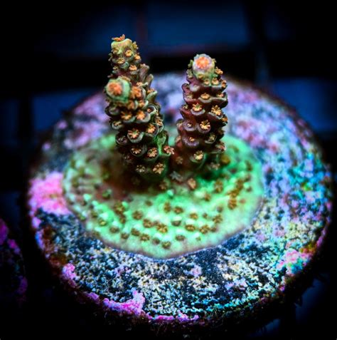 Reef Chasers | Coral Care Guide How-To | Acropora Coral