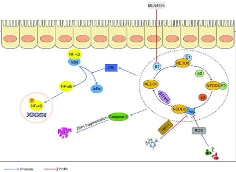 Neddylation In IBD MLN4924 Prevents Neddylation By Inhibiting The E1