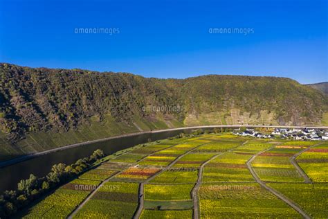 Germany Cochem Zell Biedern Vineyards Rueberberger Domhe