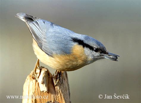 Kleiber Bilder, Kleiber Fotos | NaturFoto