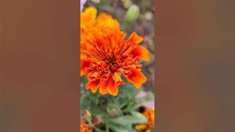 Beautiful Orange Marigold 🏵️🏵️🏵️ Youtube