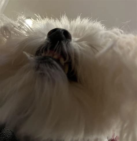 Absolutely terrifying : r/Maltese