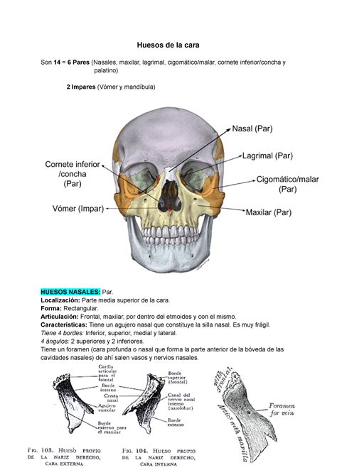 Huesos De La Cara Huesos De La Cara Son Pares Nasales