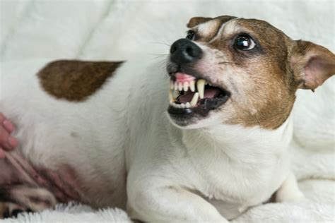 Signs of Aggression in Dogs: Unveiling the Canine Code - The Dog Care Guru