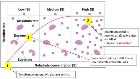 Ibdp Biology Sl Hl C Enzymes And Metabolism Study Notes