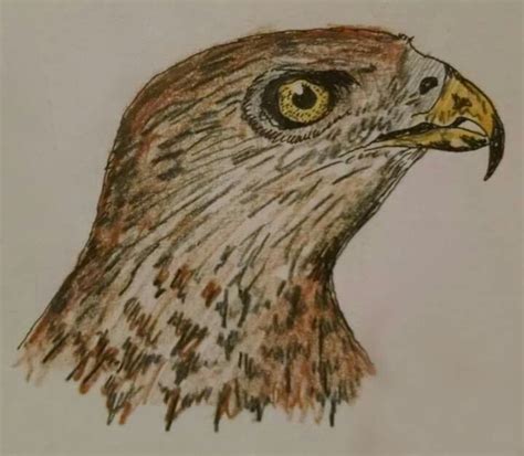 Immature Coopers Hawk Color Pencil Portrait Sketch Coopers Hawk