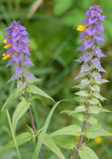 Гвоздика полевая