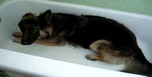 Awesome Cutest Thing Ever This German Shepherd Begs For A Bath