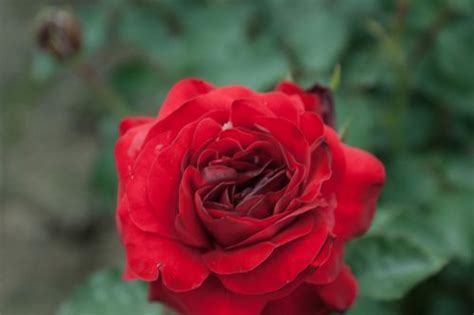 Rosa Nina Weibull
