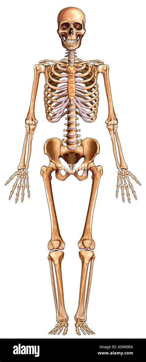 Humano Esqueleto - Esqueleto Humano Esqueleto Axial Anatoma Del Sistema Fotografa De
