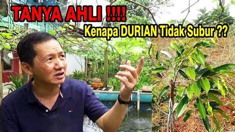 Tanya Jawab Dengan Ahli Cara Merawat Durian Yang Baik Benar Agar