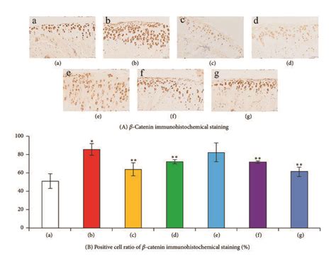 The β Catenin Immunohistochemical Staining Results A Download